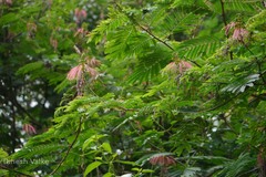 Calliandra calothyrsus